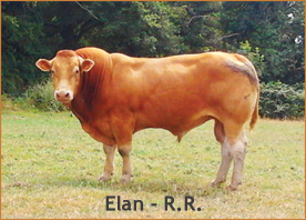Elan - R.R.